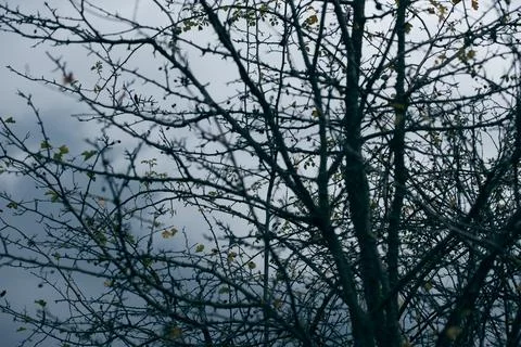 Bare tree branches with a few remaining autumn leaves against a pale Stock Photos