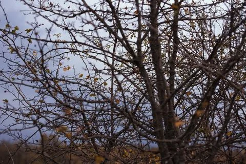 Bare tree branches with a few remaining autumn leaves against a pale Stock Photos