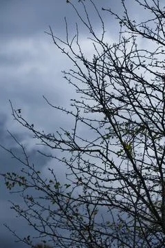 Bare tree branches with a few remaining autumn leaves against a pale Stock Photos