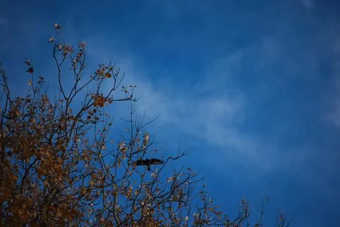 Bare tree branches with a few remaining autumn leaves against a pale Stock Photos