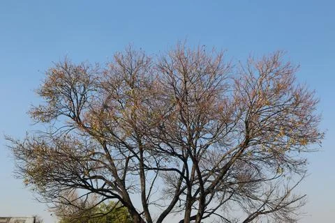 Bare tree branches with a few yellow leaves under clear blue sky Foto stock
