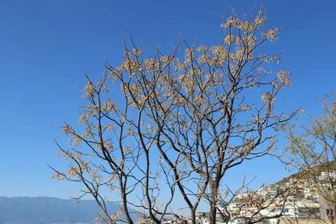 Bare tree branches filled with small berries against a clear blue sky Stock Photos