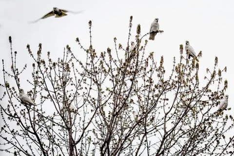 Bare tree branches with flock of corella cockatoos on it with overcast sky in Stock Photos