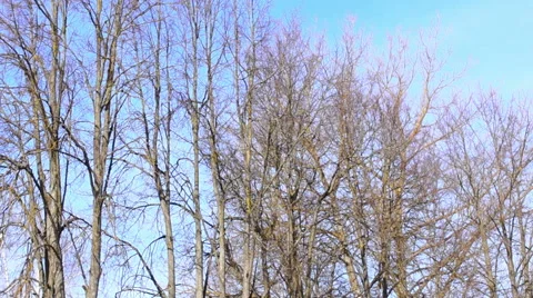 Bare tree branches 库存影片 48634855