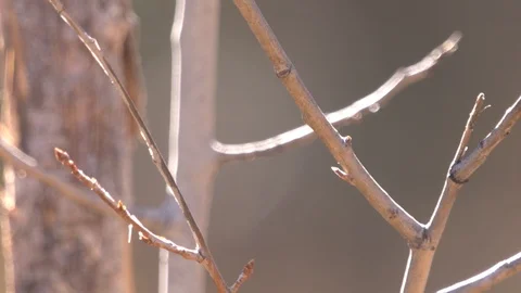 Bare Tree Branches Stock Footage 89943745