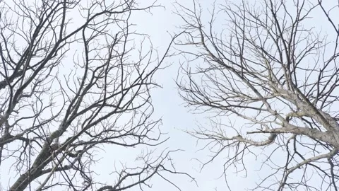 Bare tree branches Video stock 305465640