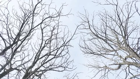 Bare tree branches Stock Footage 305465642