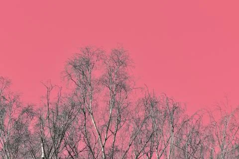 Bare tree branches in the forest against the backdrop of an unusual red sky Stock Photos