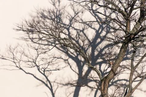 Bare tree branches forming dark shadow pattern on pale wall Foto stock