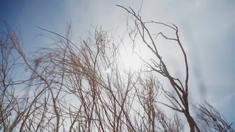Bare tree branches frame the sun against a clear blue sky Stock Footage 339074757