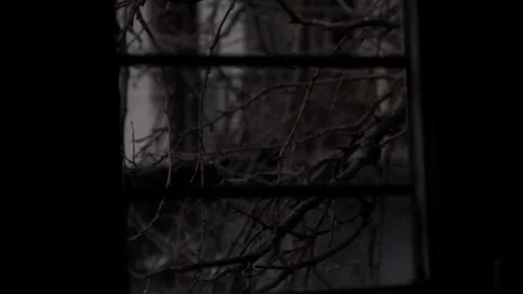 Bare Tree Branches Framed By Dark Window In Gloomy Winter, Cinematic 50fps Stock-Footage 347607874