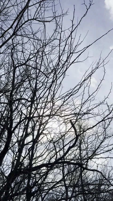 Bare Tree Branches Framing Blue Winter Sky Video stock 344883636