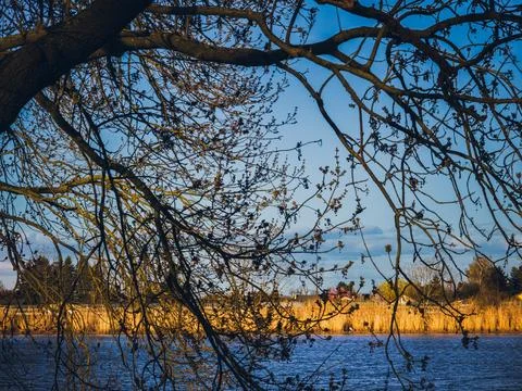 Bare tree branches framing a golden reed landscape at sunset, Stock Photos
