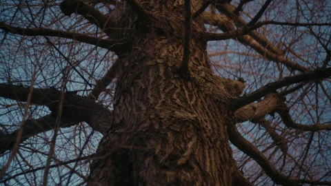 Bare tree branches frozen during cold winter day. Stock Footage 330963403
