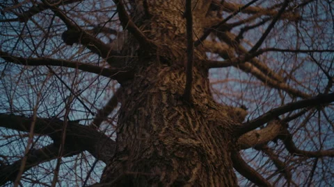 Bare tree branches frozen during cold winter day. Stock Footage 330963438