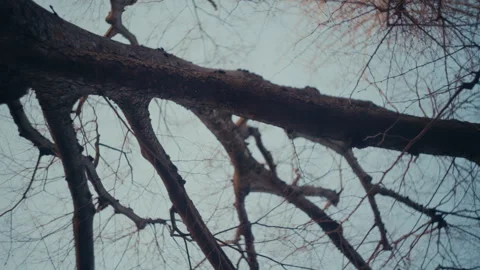 Bare tree branches frozen during cold winter day. Stock-Footage 330963818