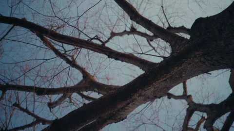 Bare tree branches frozen during cold winter day. Stock Footage 330963913