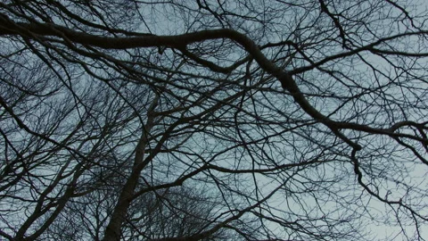 Bare tree branches gently swaying, revealing winter woodland tranquility against Stock Footage 306691531