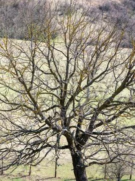 Bare tree branches with golden lichen in rural meadow 스톡 사진
