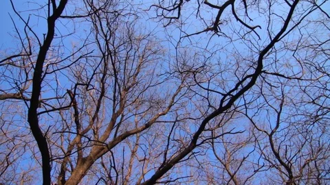Bare tree branches, green grass and paths in spring park on sunny day Vidéo 74155398