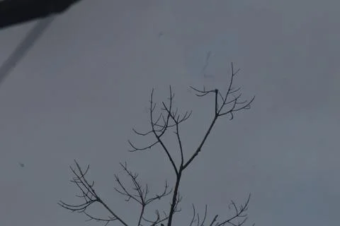 Bare tree branches grey sky Stock Photos