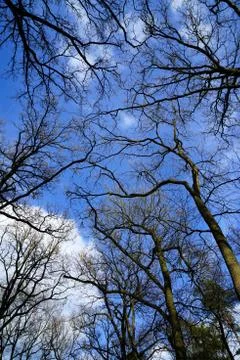 Bare tree branches growing in the forest reaching up into the sky. Stock Photos