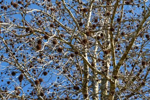 Bare tree branches hold clusters of brown pinecones Stock Photos