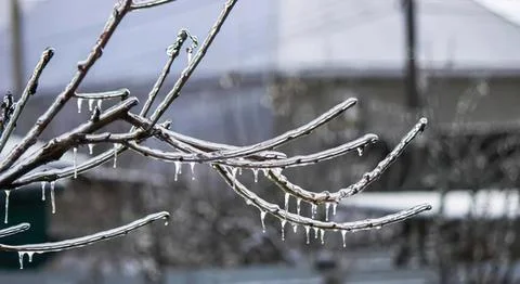 Bare tree branches with ice and snow in winter scene Stock Photos