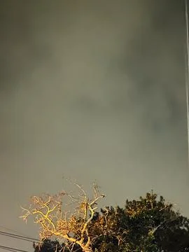 Bare tree branches illuminated by artificial light against a dramatic Stock-Fotos