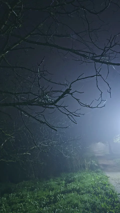 Bare tree branches illuminated by misty light at night Stock Footage 280257582