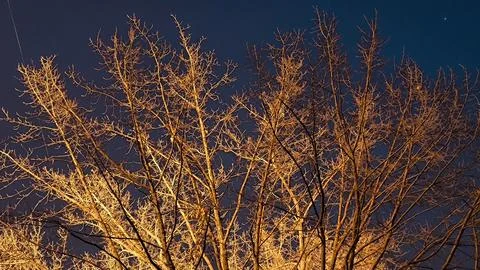 Bare tree branches illuminated by warm orange street light at night Stockfoto's