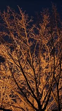 Bare tree branches illuminated by warm orange street light at night 스톡 사진