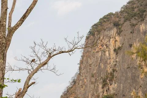 Bare Tree Branches Before Limestone Cliff Face Фото