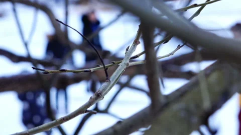 Bare tree branches with maturing buds swaying in the wind Stock Footage 93852208