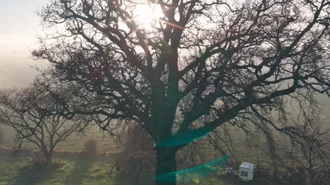 Bare tree branches in morning fog with sun flare, Sonoma County, CA, USA Stock Footage 339536081