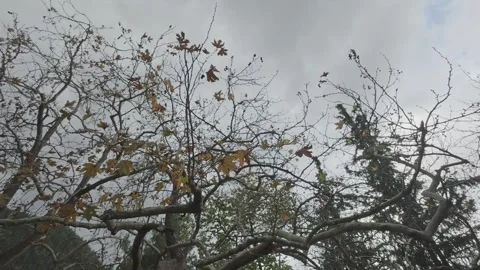 Bare tree branches moving in wind under dark cloudy sky Stock Footage 338107982