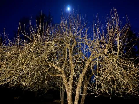 Bare Tree Branches at Night with Moon in Deep Blue Sky Stock Photos