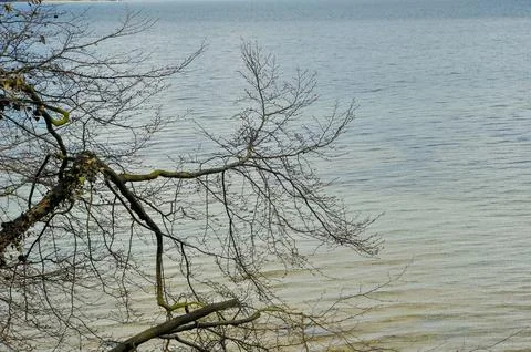 Bare tree branches over calm lake water Stock Photos