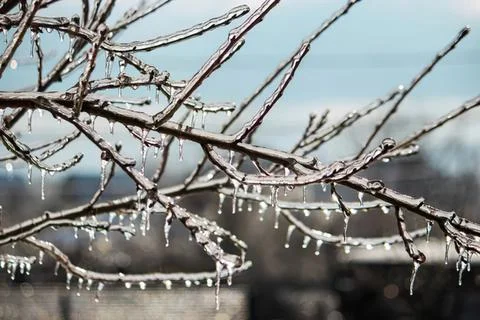 Bare tree branches over a calm lake in winter landscape Stock Photos