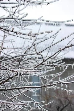 Bare tree branches over calm water in winter scene Stock Photos