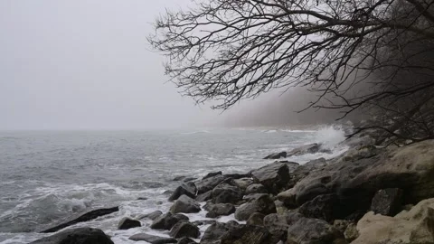 Bare tree branches over rocky misty beach, moody winter sea coastline in thick f Stock Footage 329222506