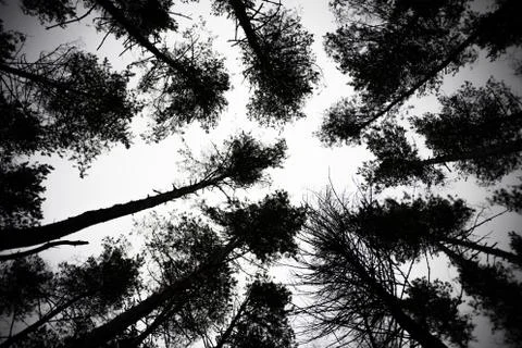 Bare tree branches on a pale white background Stock Photos