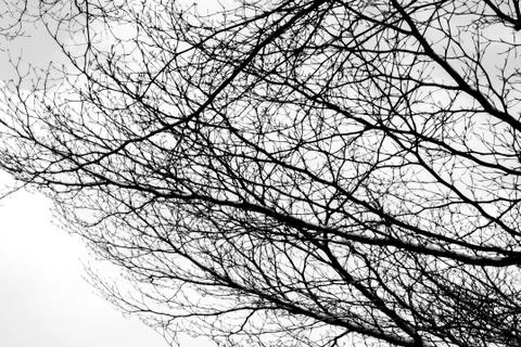 Bare tree branches on a pale white background - Image Stock-Fotos