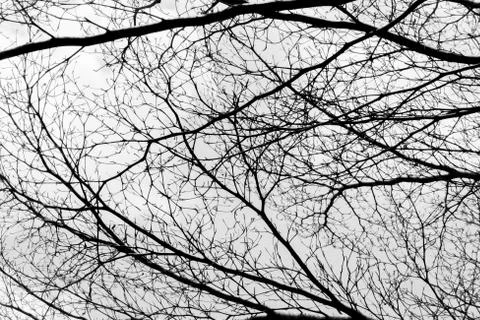 Bare tree branches on a pale white background - Image Stock Photos