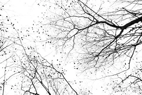 Bare tree branches on a pale white background Stock Photos