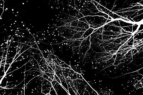 Bare tree branches on a pale white background Stock Photos