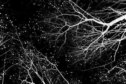 Bare tree branches on a pale white background Stock Photos