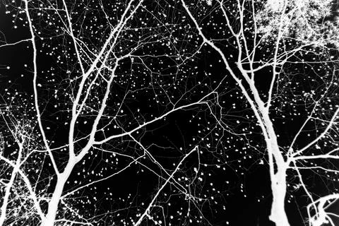 Bare tree branches on a pale white background Stock Photos