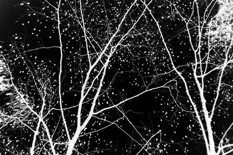 Bare tree branches on a pale white background Stock Photos
