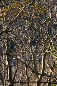 Bare tree branches Stock Photos